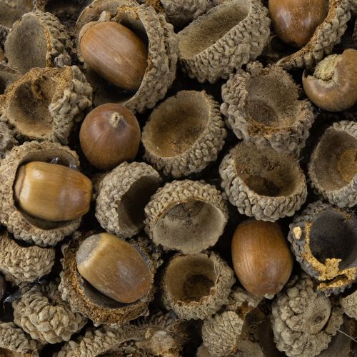 Produkt Jesienny wianek dekoracyjny z żołędzi naturalny wianek Ø30cm