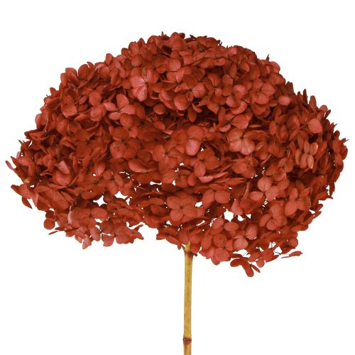 Floristik24 Hortensja Konserwowe, Suszone Kwiaty Czerwone Ø20cm D50–60cm