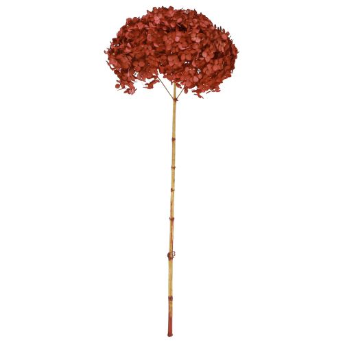 Floristik24 Hortensja Konserwowe, Suszone Kwiaty Czerwone Ø20cm D50–60cm