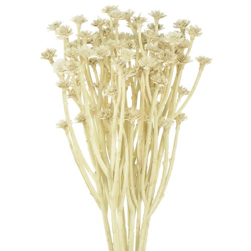 Floristik24 Sztuczne zioło curry biały beż L28cm 12 szt. 1 pęczek
