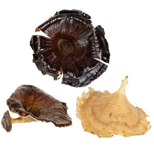 Kalix Mushroom Naturalny Lakierowany 100 szt.