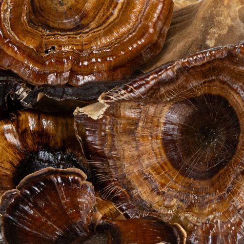 Produkt Kalix Mushroom Naturalny Lakierowany 100 szt.