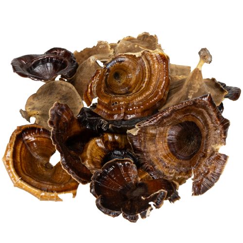 Produkt Kalix Mushroom Naturalny Lakierowany 100 szt.