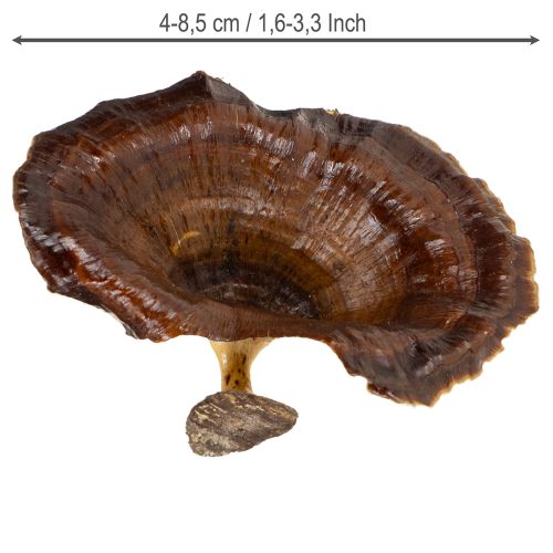 Produkt Kalix Mushroom Naturalny Lakierowany 100 szt.