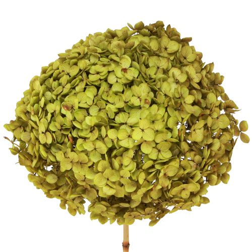 Floristik24 Konserwowana hortensja duża w kolorze zielonym Ø20cm L50–60cm