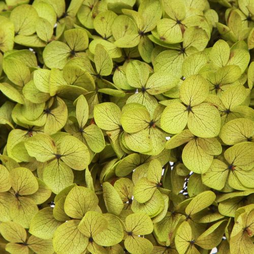 Floristik24 Konserwowana hortensja duża w kolorze zielonym Ø20cm L50–60cm