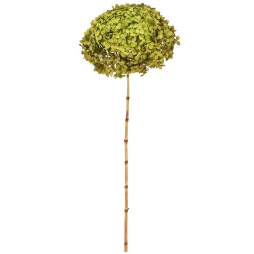 Floristik24 Konserwowana hortensja duża w kolorze zielonym Ø20cm L50–60cm