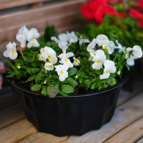 Produkt Dekoracja kuchni czarna forma do ciasta Gugelhupf metalowa Ø23cm