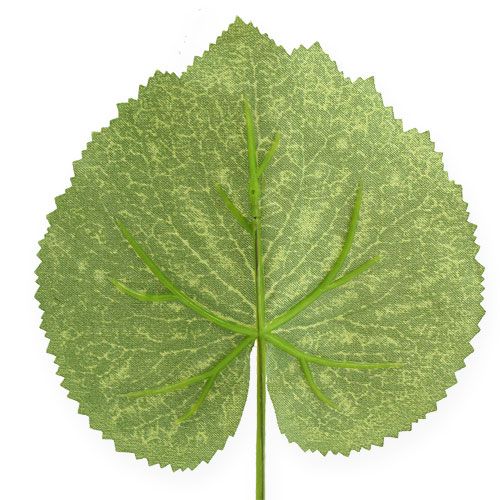 Floristik24 Liście dekoracyjne Galax W10cm D22cm 24szt