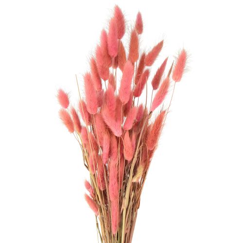Floristik24 Lagurus Suszony Ogon Królika Trawa Różowy L45cm 50g