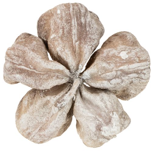 Landlotus White Washed 6-12cm 50 szt. | Floristik24.pl
