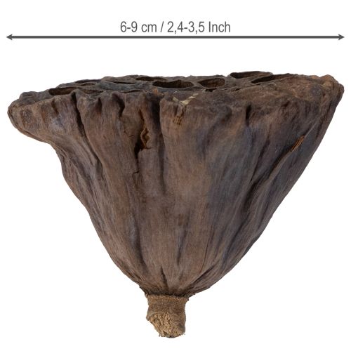 Produkt Cebula lotosu duża 100 szt. naturalna