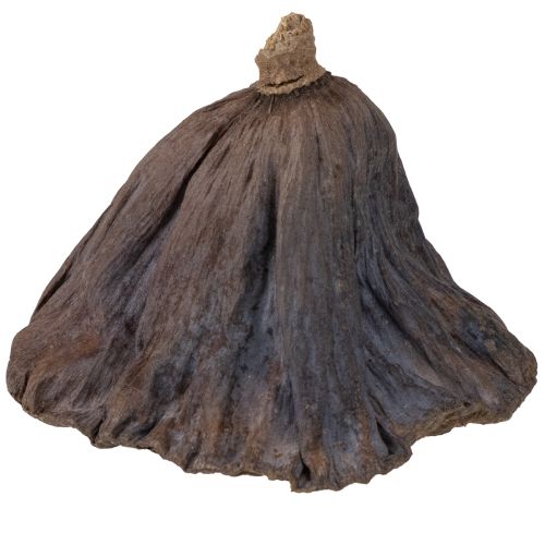 Produkt Cebula lotosu duża 100 szt. naturalna