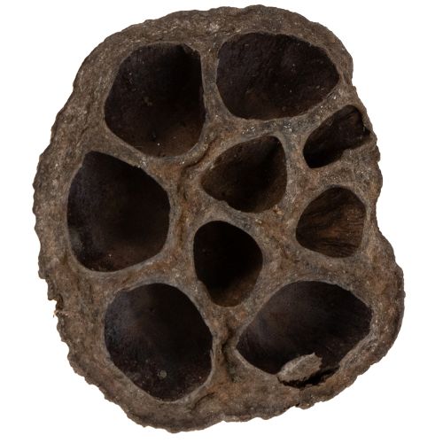 Produkt Cebula lotosu mała 100 szt. naturalna