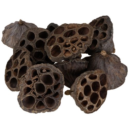 Produkt Cebula lotosu mała 100 szt. naturalna