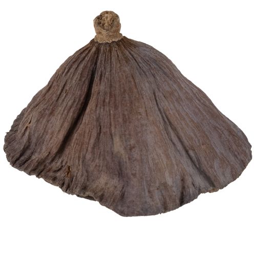 Produkt Cebula lotosu mała 100 szt. naturalna