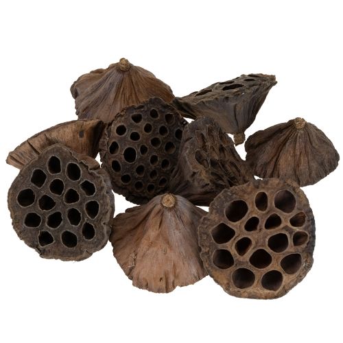 Produkt Tłok lotosowy średni 100 szt. naturalny