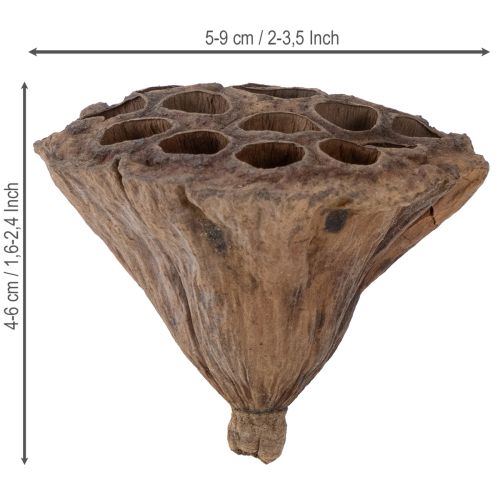 Produkt Tłok lotosowy średni 100 szt. naturalny