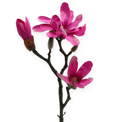 Floristik24 Gałązka magnolii 45cm 3szt.