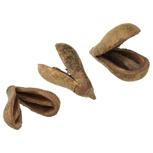 Floristik24 Mike Fruit Natural Materials Bagon Fruit Natural 8cm 50 szt