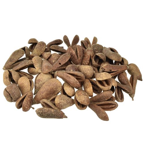 Floristik24 Mike Fruit Natural Materials Bagon Fruit Natural 8cm 50 szt