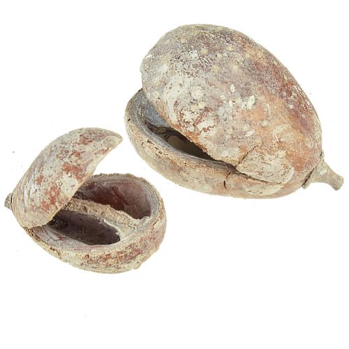 Produkt Mike Fruit egzotyczne suszone białe myte 4-6cm 50 szt