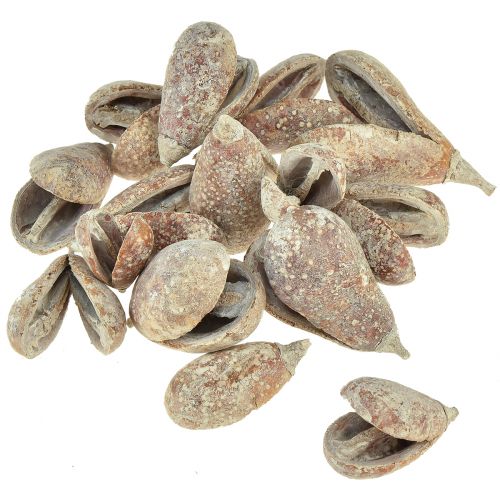 Produkt Mike Fruit egzotyczne suszone białe myte 4-6cm 50 szt