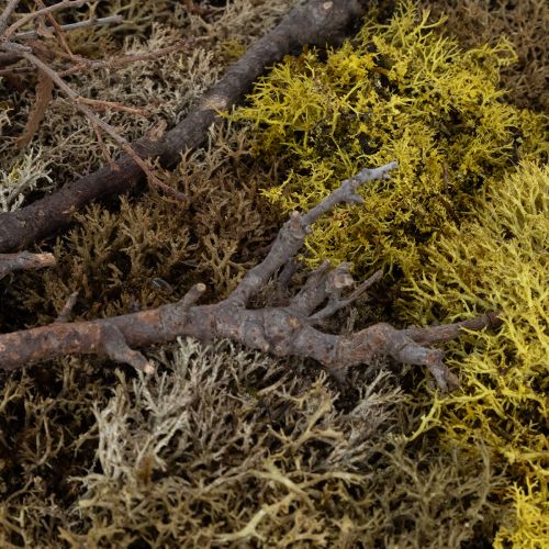 Produkt Obraz z mchem, obraz z prawdziwym mchem w ramie, zakonserwowany, 40×30cm