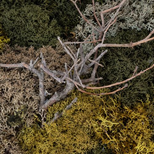 Produkt Obraz z mchu, prawdziwy zakonserwowany mech i gałązki, naturalny, 60×40cm