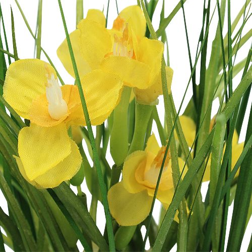 Floristik24 Żonkile z trawą w doniczce 25cm