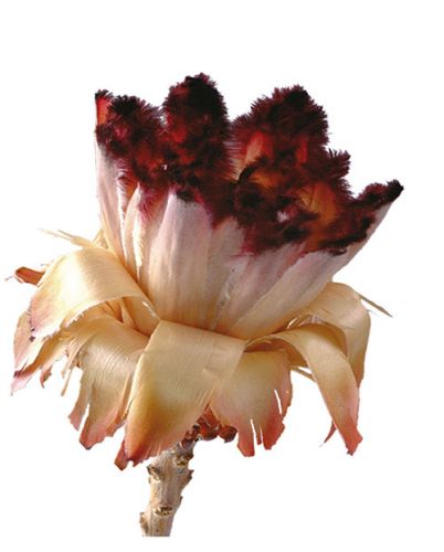 Floristik24 Pączek Nerifolia 250 szt