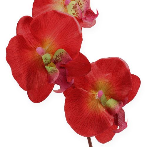 Floristik24 Dekoracyjna orchidea czerwona 68 cm