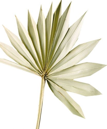 Produkt Palmspear Sun Naturalny Liść Palmowy Suszone Naturalna Dekoracja 30 szt
