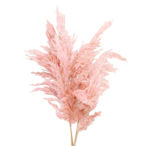 Produkt Trawa pampasowa suszona różowa sucha florystyka 65-75cm 6 sztuk w pęczku