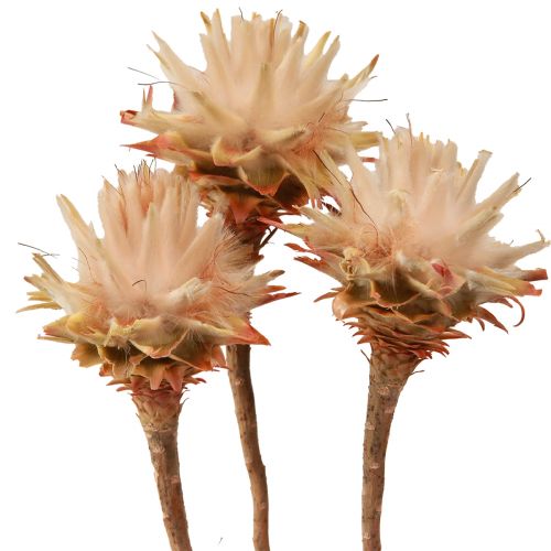 Floristik24 Leucospermum Plumosum Silver Tree Blossoms Jasny 25 szt