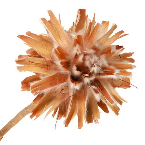 Floristik24 Leucospermum Plumosum Silver Tree Blossoms Jasny 25 szt