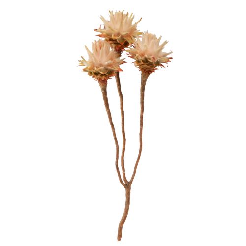 Floristik24 Leucospermum Plumosum Silver Tree Blossoms Jasny 25 szt