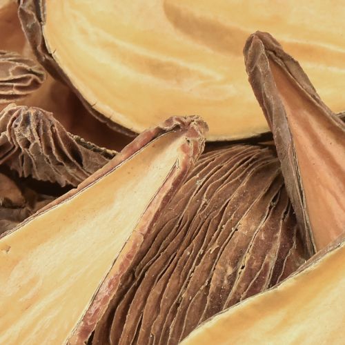 Produkt Strąki owoców i nasion Pradeep Pods 9-12 cm naturalne 50 sztuk