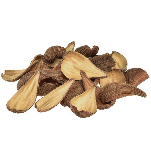 Produkt Strąki owoców i nasion Pradeep Pods 9-12 cm naturalne 50 sztuk