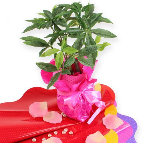 Floristik24 Mankiety Rondella Ø40cm Czerwone 50szt