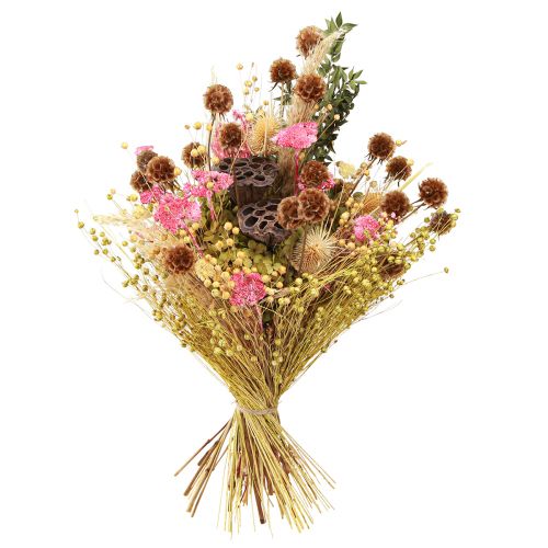 Produkt Scabiosa suszone naturalne suszone kwiaty scabiosy wys. 50cm 100g