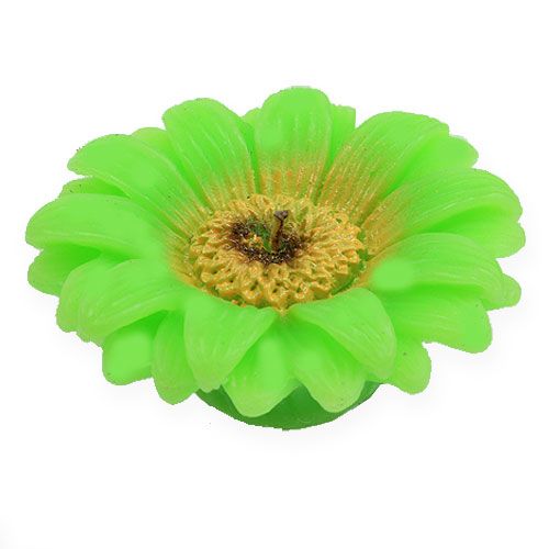 Floristik24 Świeca pływająca Gerbera Green Ø7,5cm