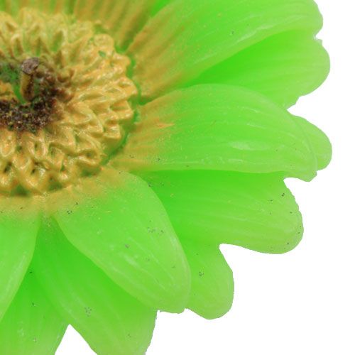 Floristik24 Świeca pływająca Gerbera Green Ø7,5cm