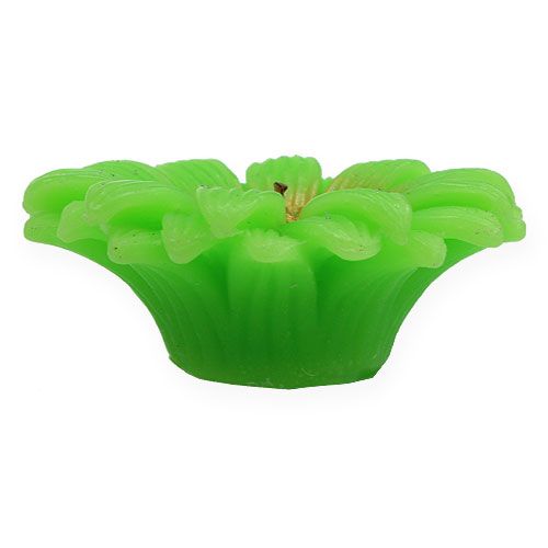 Floristik24 Świeca pływająca Gerbera Green Ø7,5cm