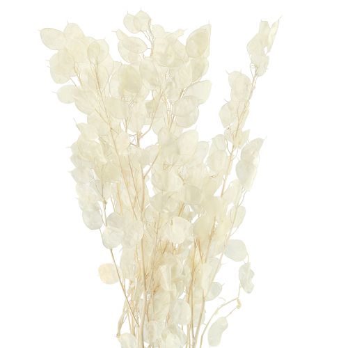 Floristik24 Srebrny Liść Księżycowy Fioletowy Lunaria Konserwowany L70cm 20g