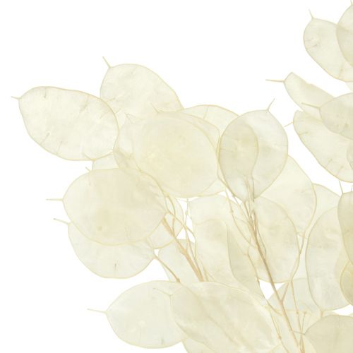 Produkt Srebrny Liść Księżycowy Fioletowy Lunaria Konserwowany L70cm 20g