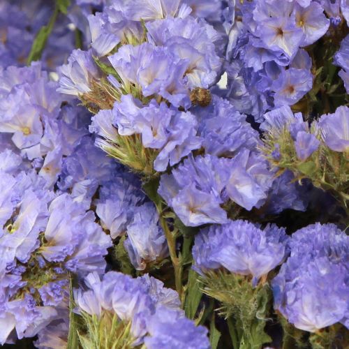 Floristik24 Liliowy Fioletowy Statice Limonium sinuatum Suszone Kwiaty 60cm 50g
