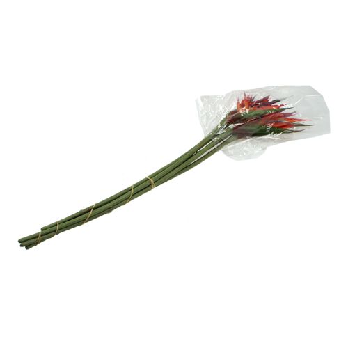 Floristik24 Strelitzie 65cm (6szt)