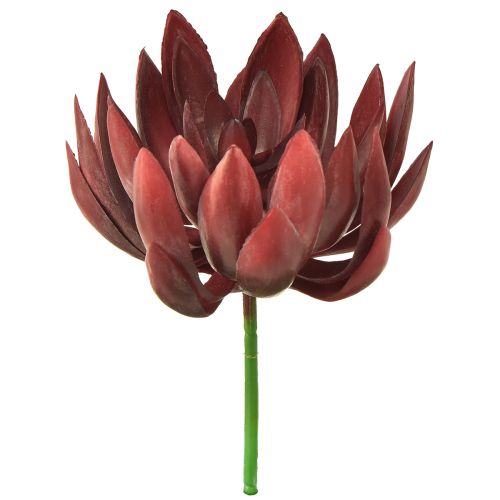 Floristik24 Soczyste Echeveria Sztuczne Rośliny Zielone Czerwone Ø12cm 19,5cm