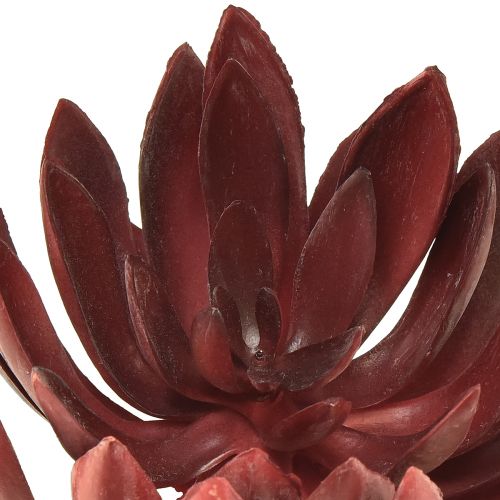 Floristik24 Soczyste Echeveria Sztuczne Rośliny Zielone Czerwone Ø12cm 19,5cm